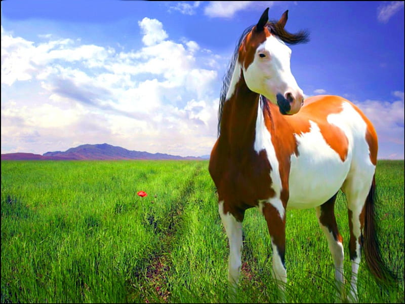 Beautiful Bald Face Bay Paint, horse paintings, paint horses, beautiful horses, horses, HD wallpaper