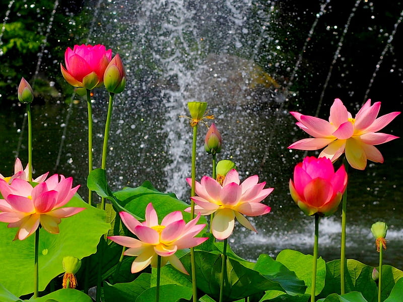 Beautiful Lotus, flowers, lotus, graphy, nature, pink, HD wallpaper