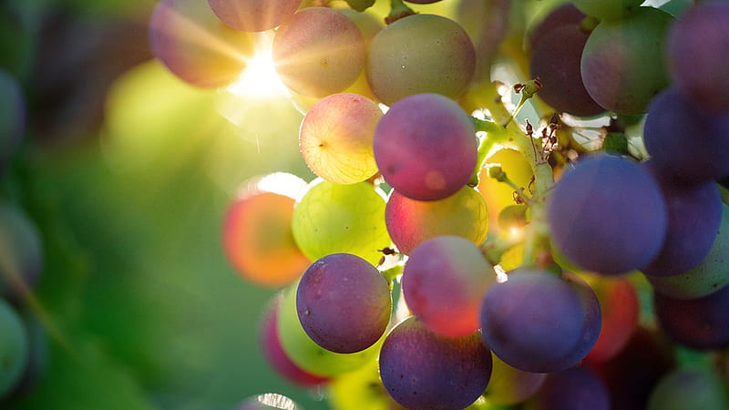 Sun Ripening Grapes, grapes, fruit, wine, fresh, sunlight, sunshine, HD wallpaper