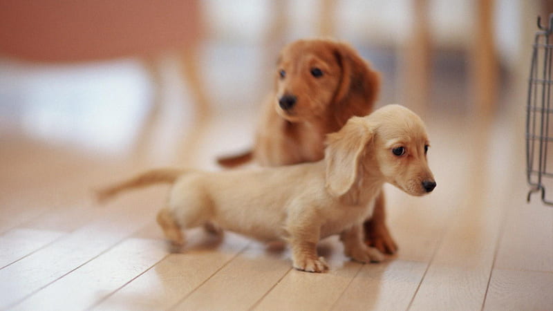 Dachshund Puppies On Wooden Floor With Blur Background Animals, HD wallpaper