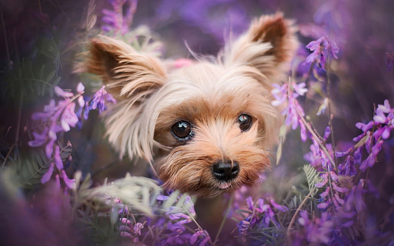 Yorkshire Terrier, lavender, Yorkie, bokeh, dogs, cute animals, fluffy dog, pets, Yorkshire Terrier Dog, HD wallpaper