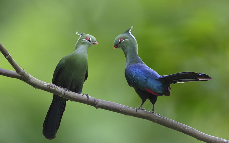 Turaco couple, turaco, bird, green, feather, branch, couple, blue, HD wallpaper