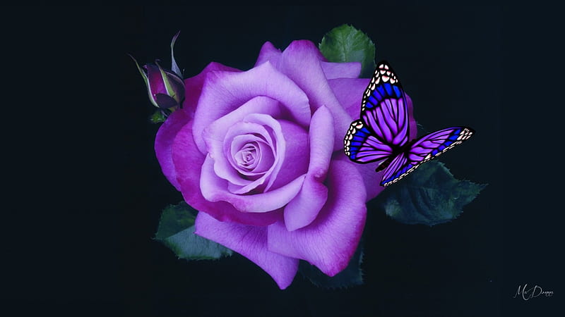 Purple Butterfly and Rose, butterfly, rose, flower, summer, garden, spring, Firefox Persona theme, HD wallpaper