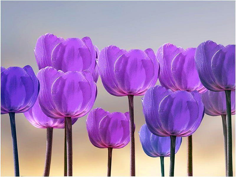 Line up, purple, flowers, tulips, rows, blue, HD wallpaper