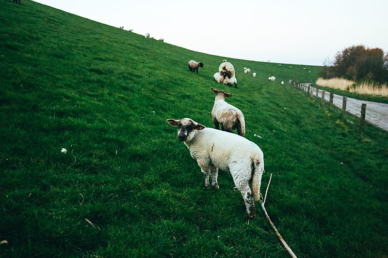 Herd of Sheep on Green Grass Field, HD wallpaper