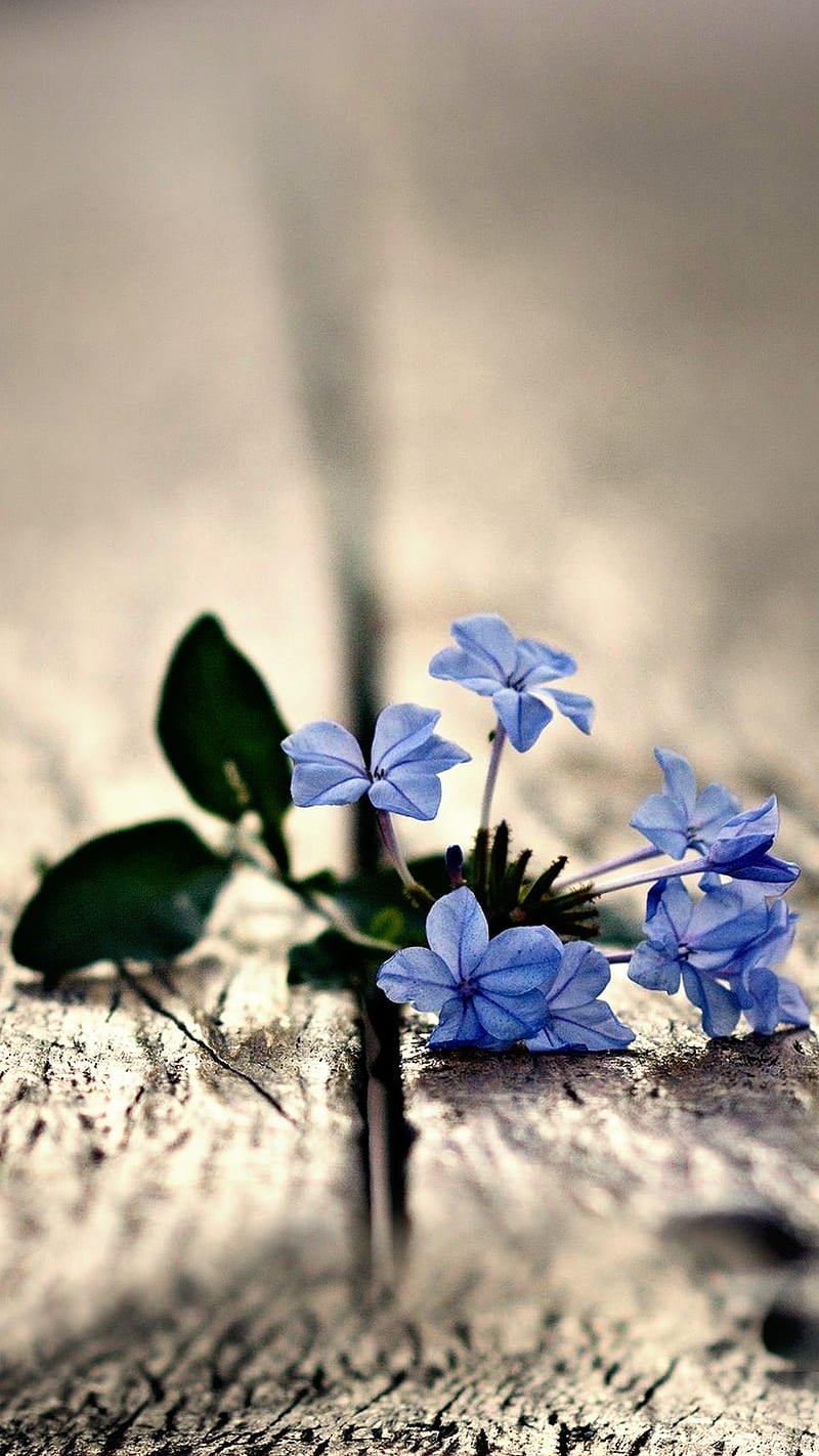 Flor azul, bonito, lindo, flores, amor, natural, Fondo de pantalla de  teléfono HD | Peakpx