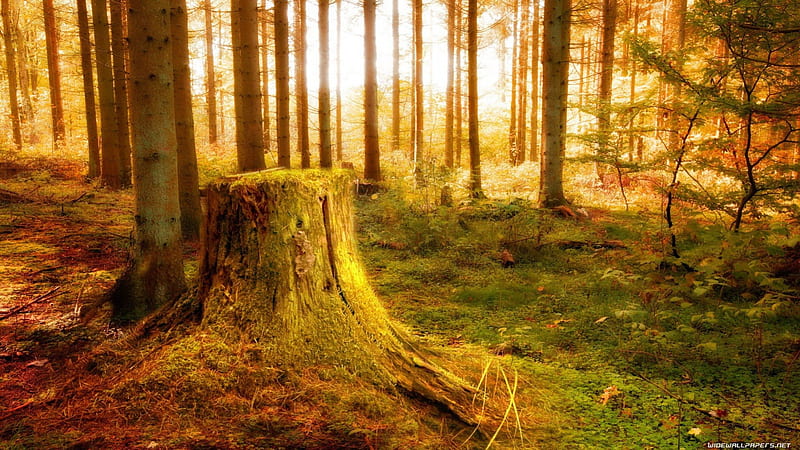 tree stump in a magical forest, forest, autumn, sunlight, stump, HD wallpaper