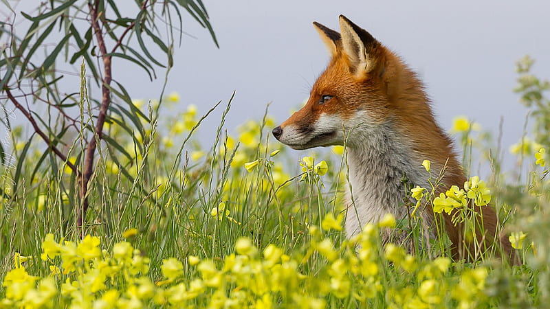 Watching Fox, fox, summer, flowers, spring, field, Firefox Persona theme, HD wallpaper