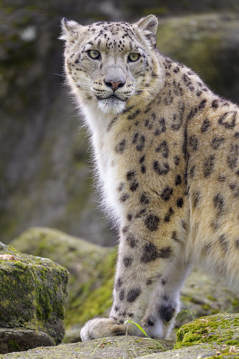 snow leopard, animal, predator, big cat, white, wild, HD phone wallpaper