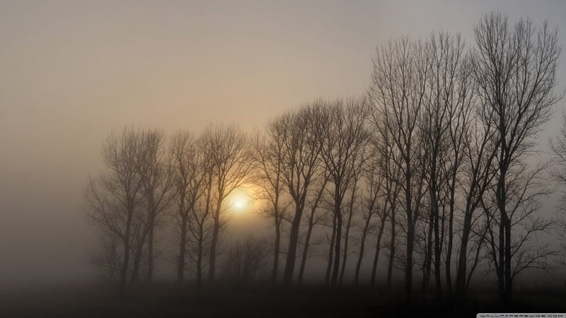 Dense fog morning, fall, autumn, sun, sunset, cold sunrise, morning, forest, dawn tree, dark, nature, scene, fog mist, field, landscape, HD wallpaper