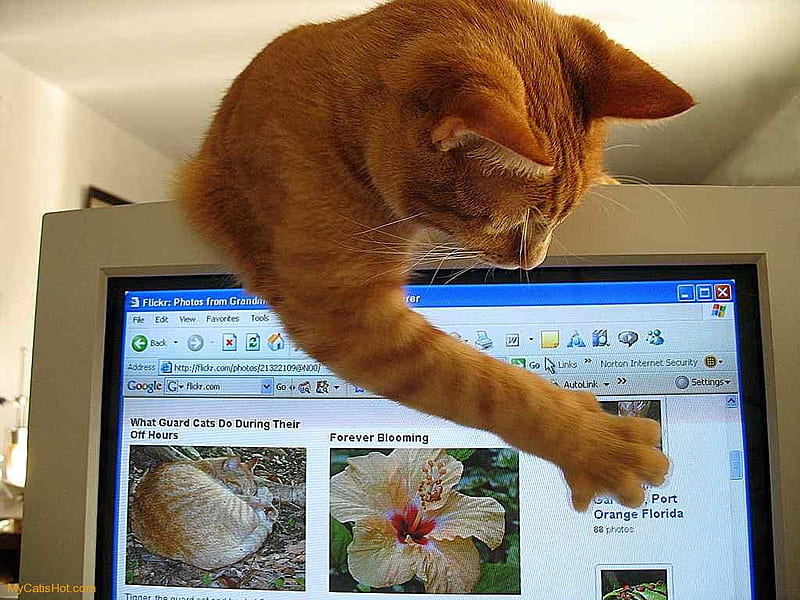 Just playing, playing, modern, computer, funny, cat, HD wallpaper