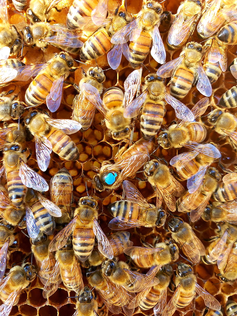 Queen Bee, beekeeper, beekeeping, honey bee, HD phone wallpaper