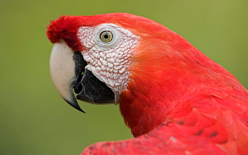 Scarlet Macaw-Animal World Series, HD wallpaper