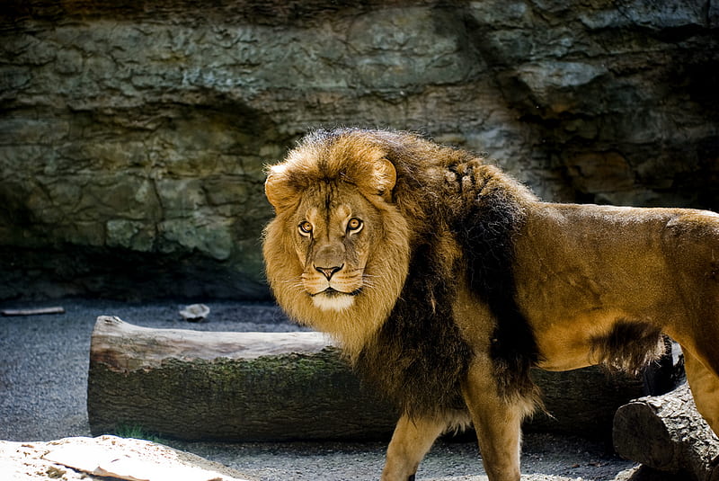 KING OF LIONS, king, male, feline, wild, wildlife, big cats, lion, HD wallpaper
