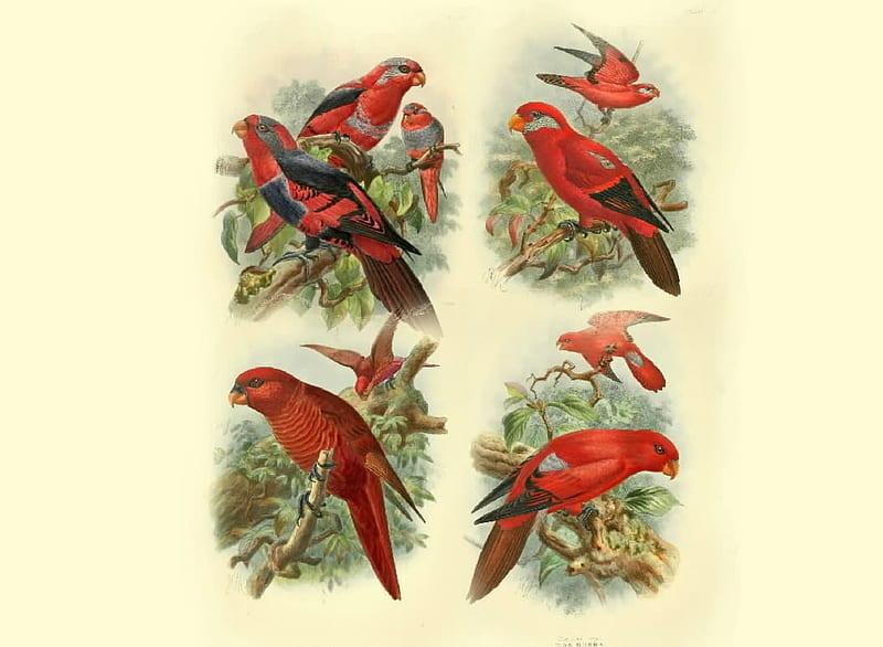 Birds, trees, ornithology, red, HD wallpaper