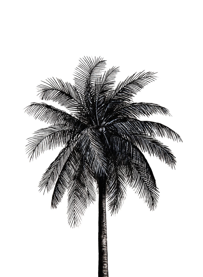 Palm Tree, black, drawing, illustration, ink, minimal, palm, summer, tree, white, HD phone wallpaper