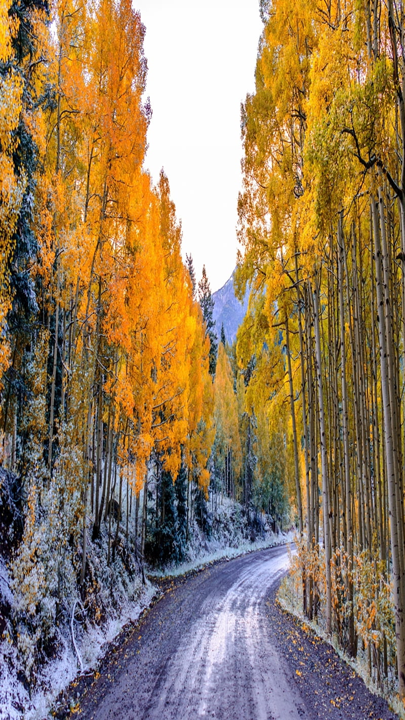 Winter Fall, cool, fall, forest, landscape, lovely, nature, way, winter, yellow, HD phone wallpaper