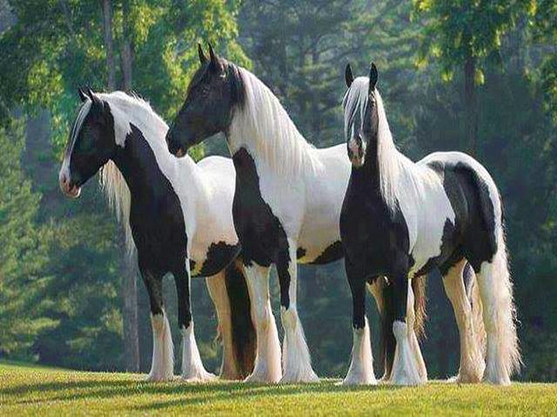 Trío en blanco y negro, tres, negro, blanco, caballos, Fondo de pantalla HD  | Peakpx