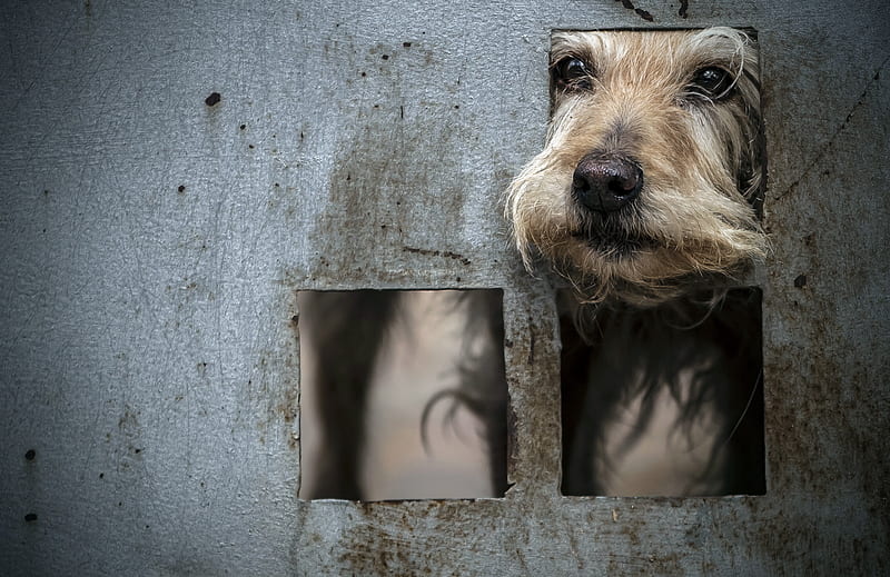 Dog Behind Gate, dog, animals, cute, HD wallpaper