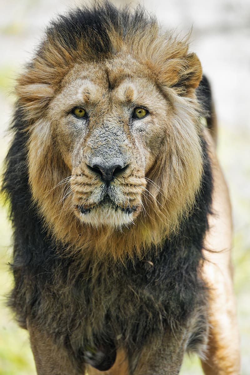lion, big cat, predator, head, wild, animal, HD phone wallpaper