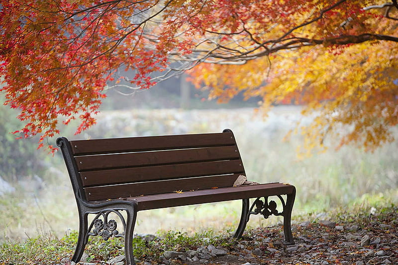 Autumn, nature, tree, chair, HD wallpaper | Peakpx