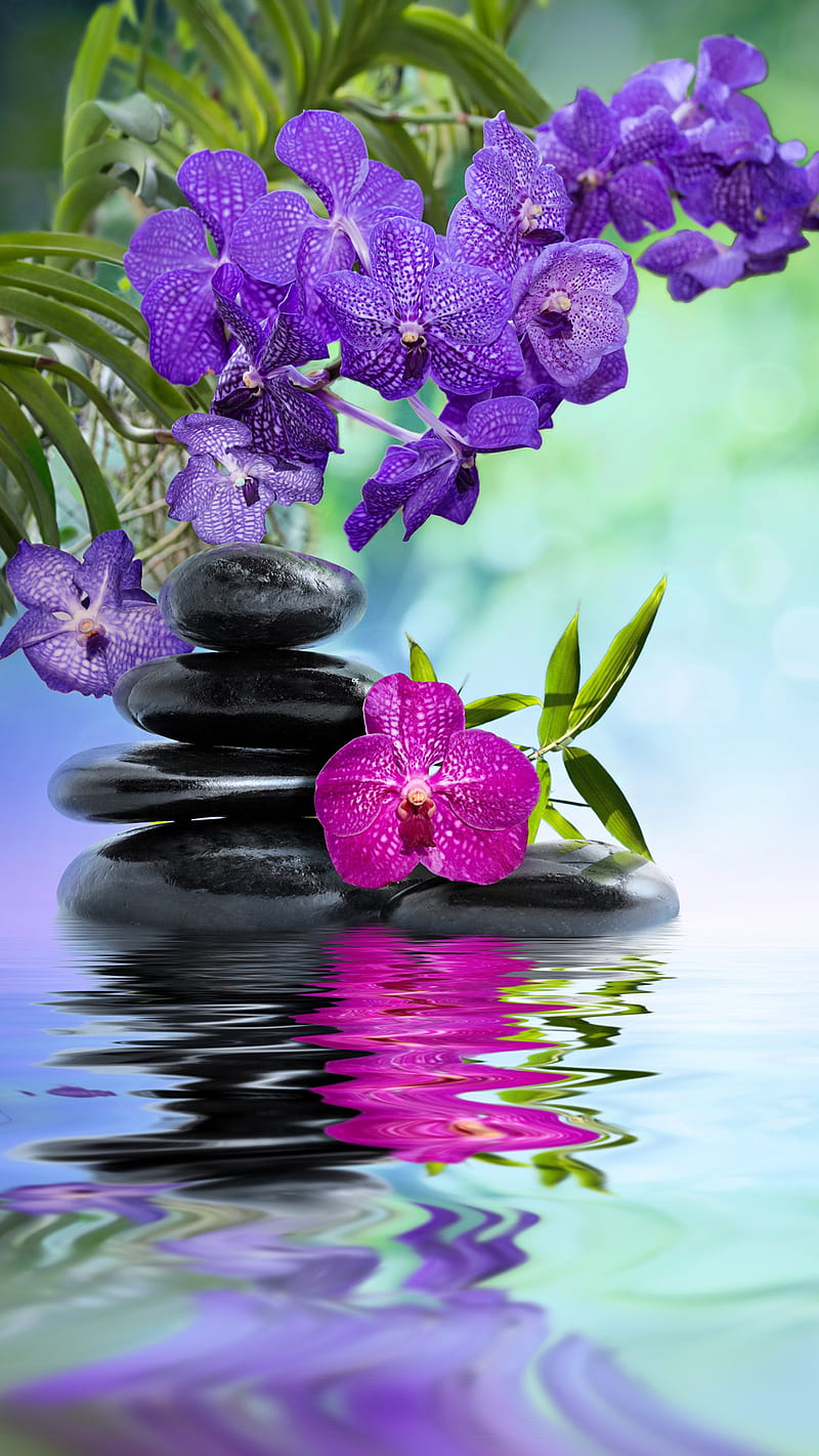 stones on the water, flowers, lake, purple, stone, HD phone wallpaper