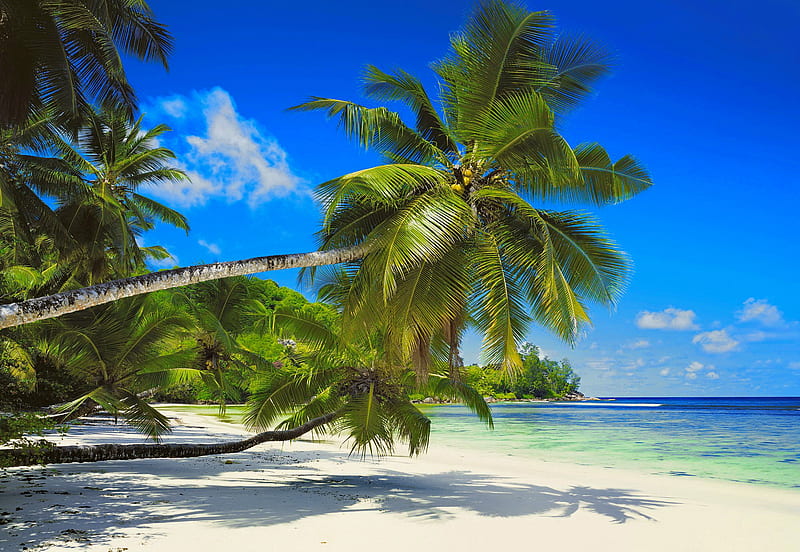 Tropical paradise, ocean, summer, tropical, sands, sea, palms, exotic ...
