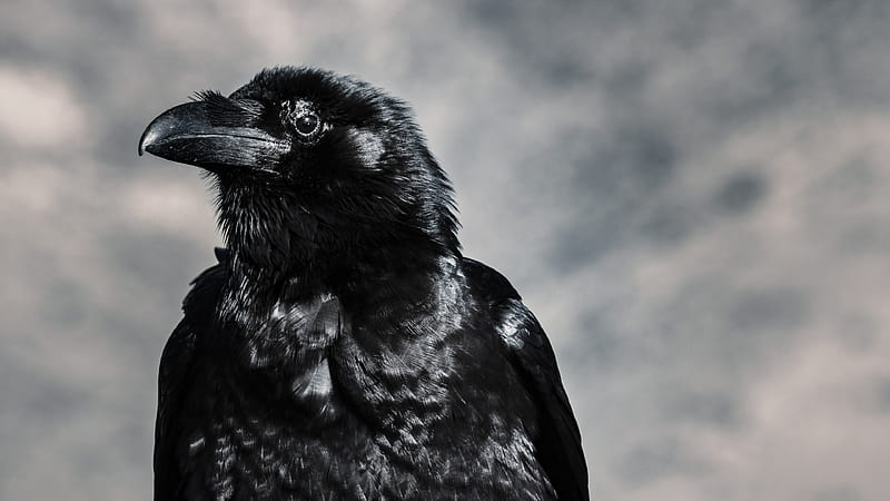 Raven, amazing, awesome, black, crow, crows, gothic, iphone, ravens, HD wallpaper