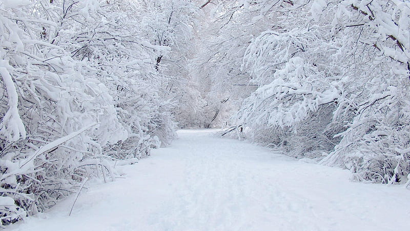 Winter Wonderland, beauty, nature, snow, winter, HD wallpaper