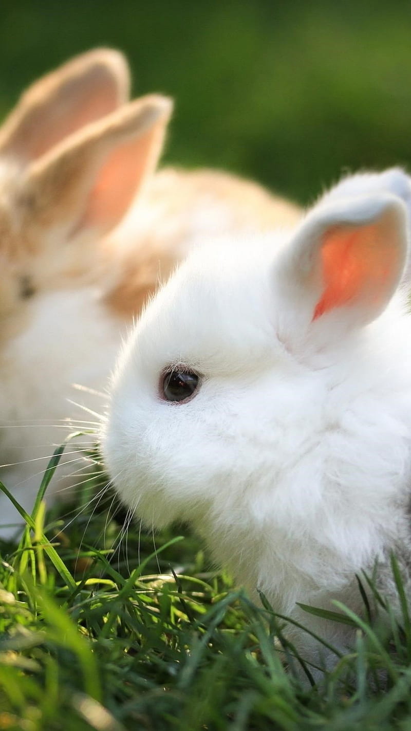 Cute Rabbit , animals, bunny, HD phone wallpaper
