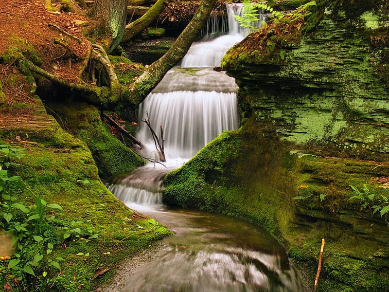 Peaceful Waterfall, forest, water, flowing, plants, moss, waterfall ...
