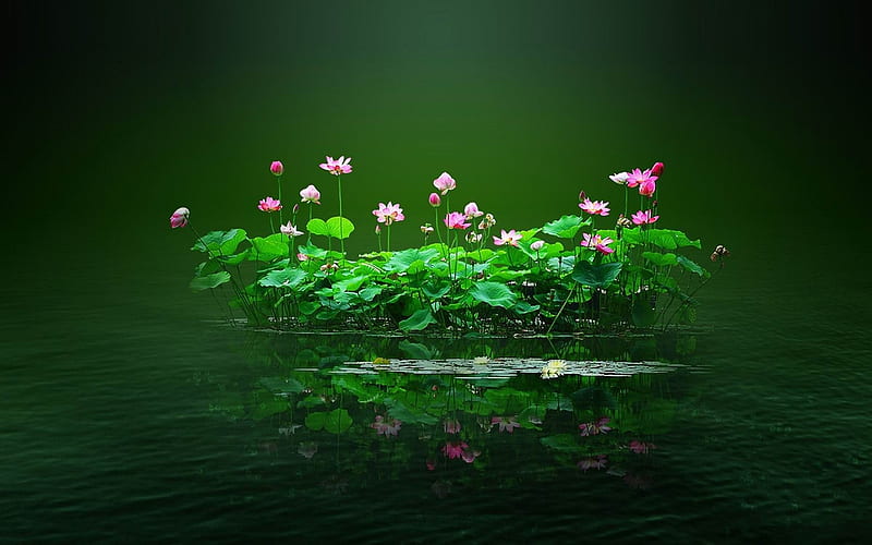 swamp flowers and water-beautiful flowers, HD wallpaper