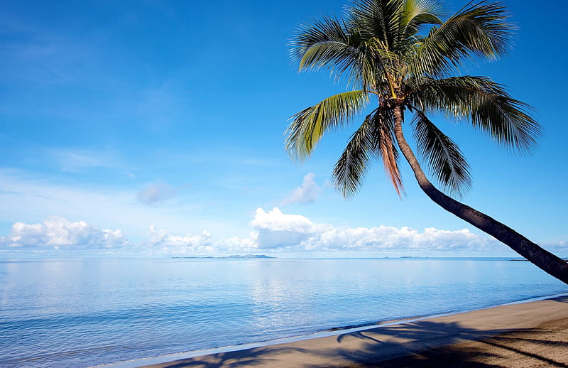 Earth, Ocean, Horizon, Nature, Palm Tree, Sky, HD wallpaper | Peakpx