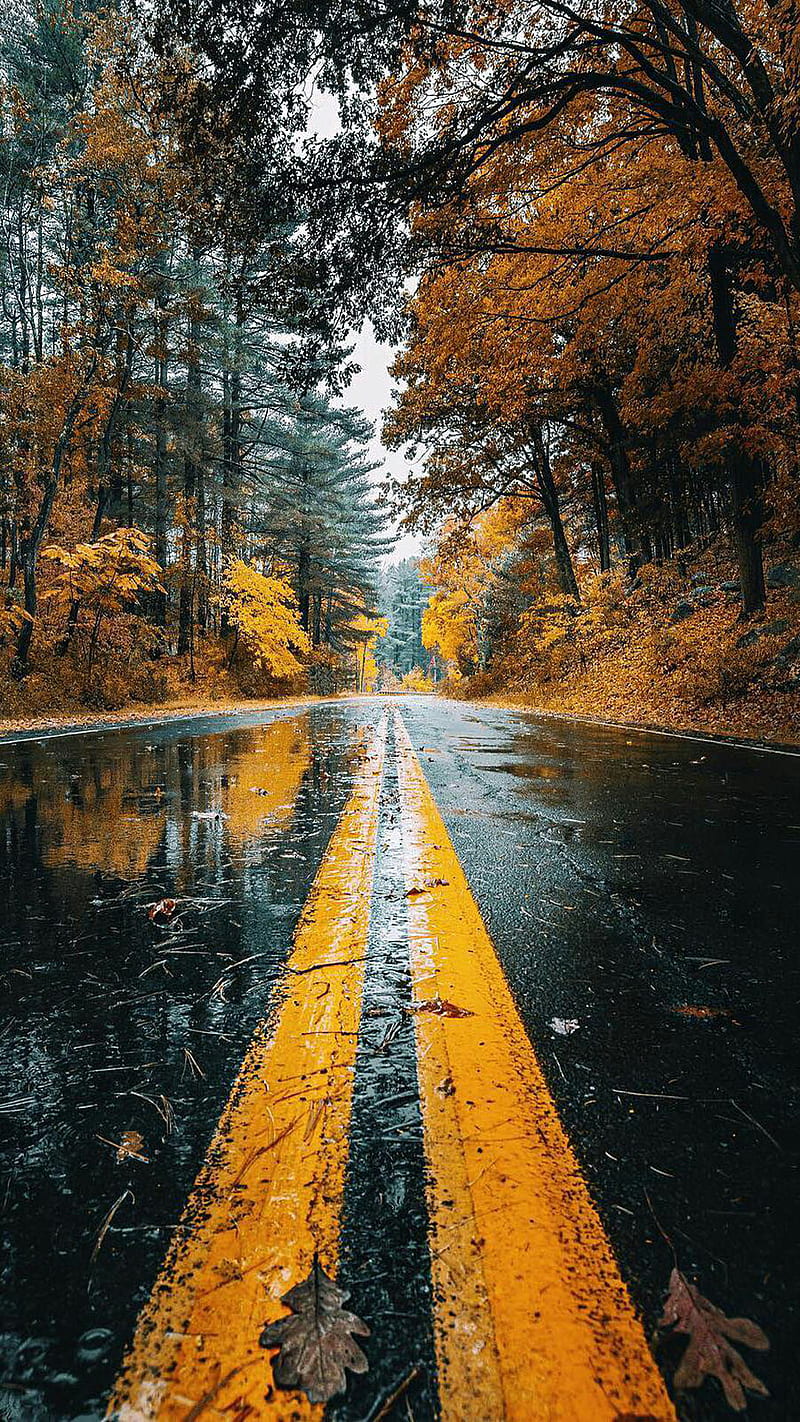 Wet Road, autumn, fall, leaves, nature, rainy, road, tree, HD ...