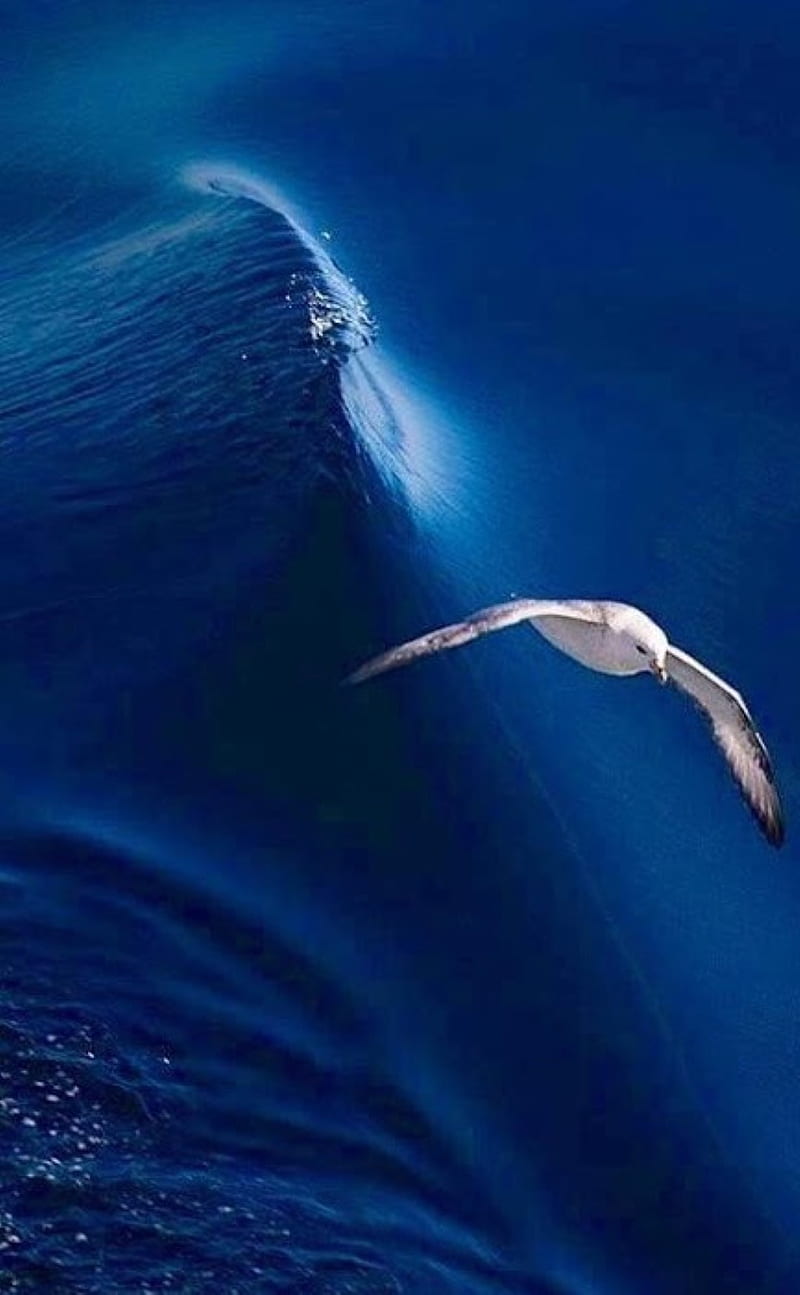 Seagull, bird, wave, HD phone wallpaper | Peakpx