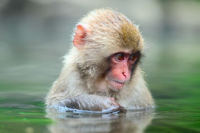 Mono pensando, mono, agua, animales, pensando, pantalla HD Peakpx