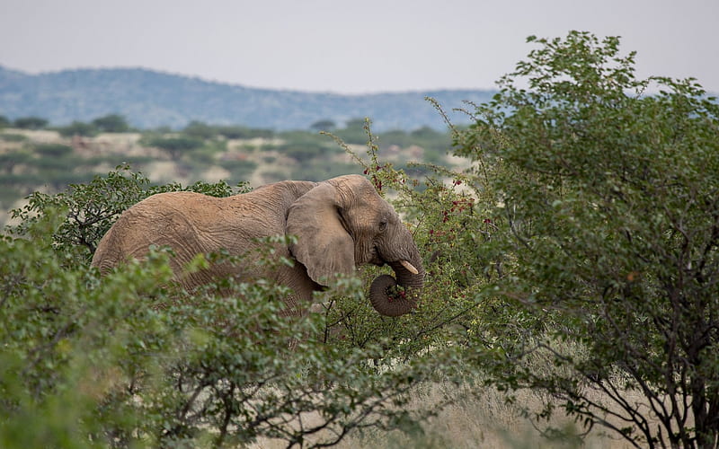 Big elephant, wild nature, Africa, elephants, bushes, HD wallpaper