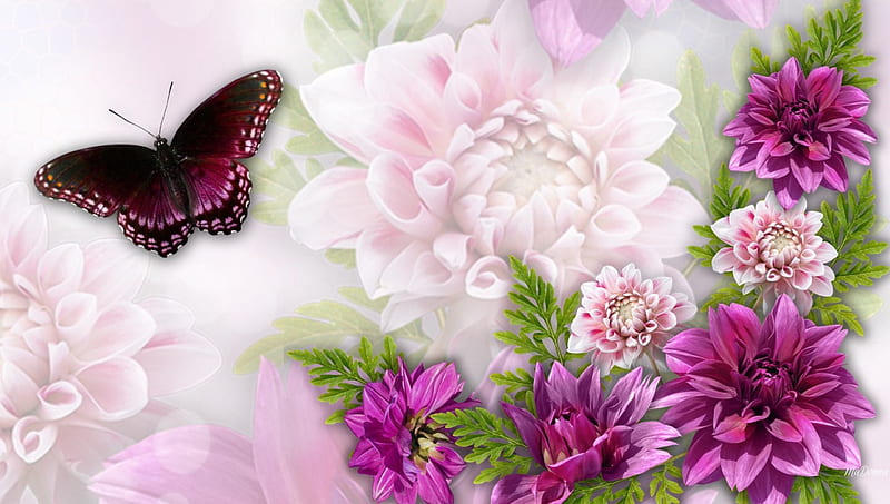 Dreamy Dahlias, astors, butterfly, dahlias, bright, summer, flowers, garden, pink, HD wallpaper