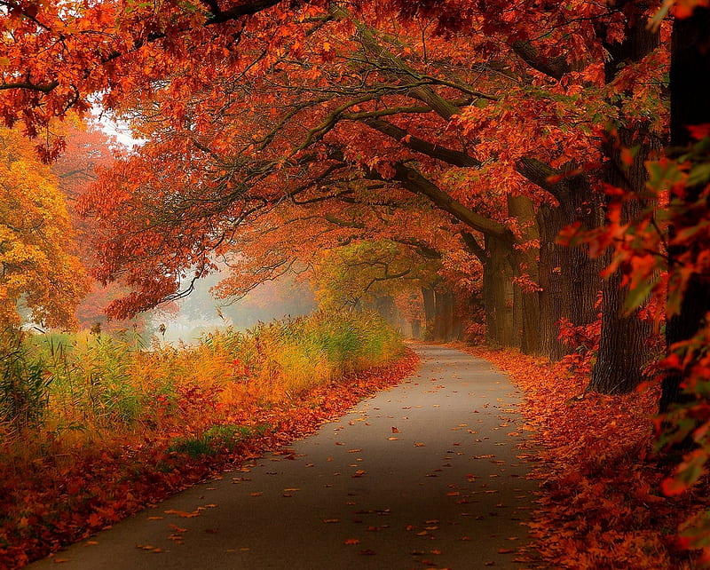 Autumn path, fallen, forest, leaves, nature, park, road, season, HD wallpaper