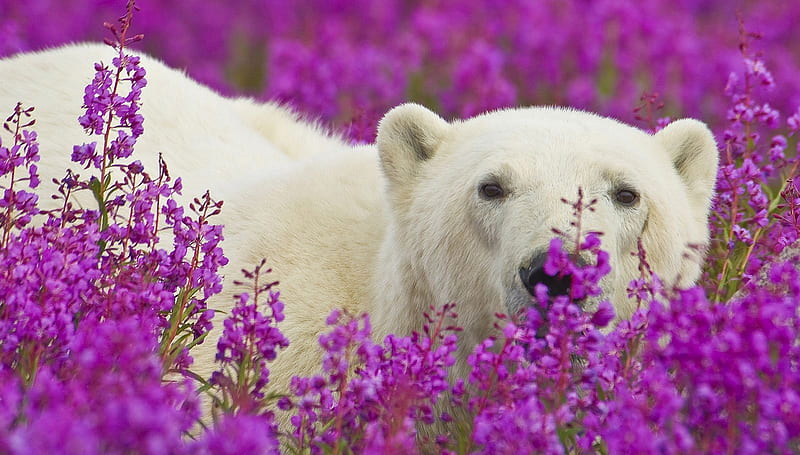 Polar Bear in Herbs background, nice, lavandas, multicolor flowers, beauty, polar bear, , black, ears, south, cool, purple, antarctica, awesome, garden, computer, hop, bears, eyes, white, colorful, lavenders, beautiful graphy, leaves, artic, green, pistils, greenland, fields, animals, north amazing, nose, wild flowers, view, violets, colors, leaf, herbs petals, colours, pc, HD wallpaper