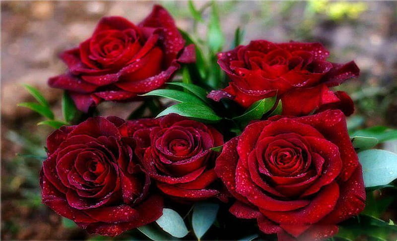 Espectaculares rosas rojas, rosas, rojo, flores, naturaleza, Fondo de pantalla HD | Peakpx Espectaculares rosas rojas, rosas, rojo, flores, naturaleza, Fondo de pantalla HD | Peakpx