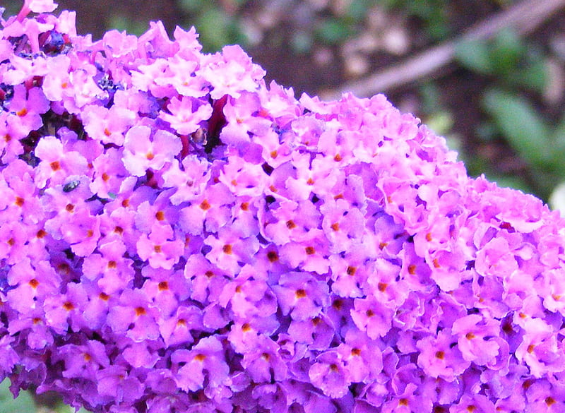 Buddleia., flower, pretty, purple, pink, HD wallpaper