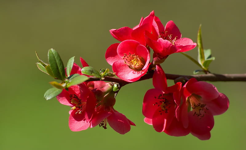 Quince blossom, red, blossom, green, flower, quince, spring, primavara, HD wallpaper