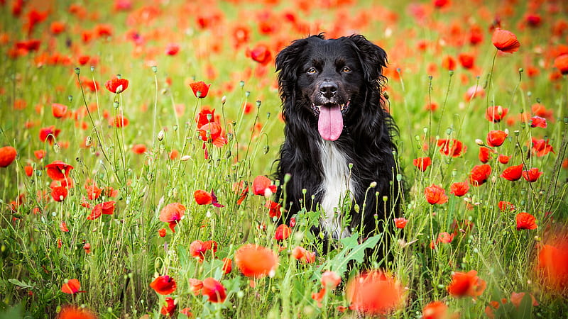 Dogs, Dog, Flower, Pet, Poppy, Red Flower, Summer, HD wallpaper