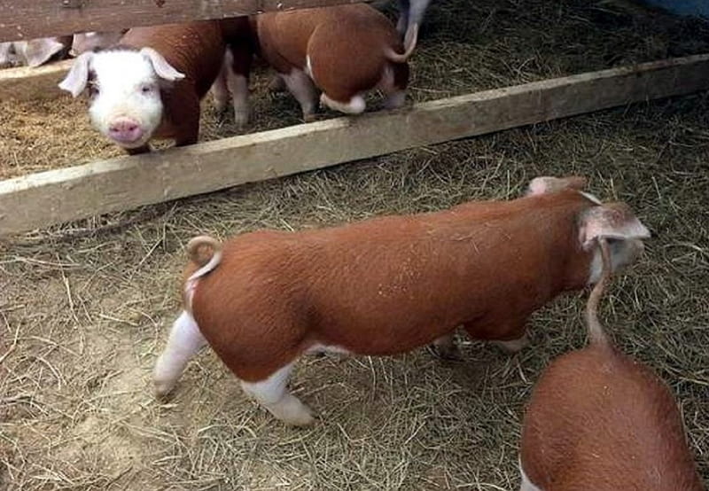 Pigs on a Farm, Farm, Tennessee, Wild Animals, Pigs, HD wallpaper