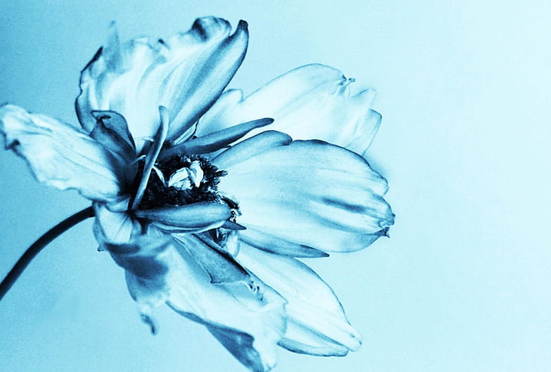 Shadow, flower, blue, macro, HD wallpaper Shadow, flower, blue, macro, HD wallpaper
