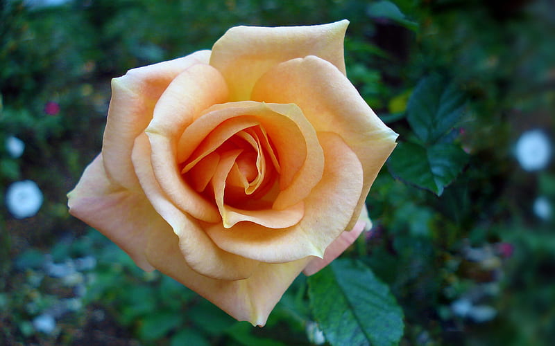 Splendor, rose, flower, nature, bonito, peach, HD wallpaper