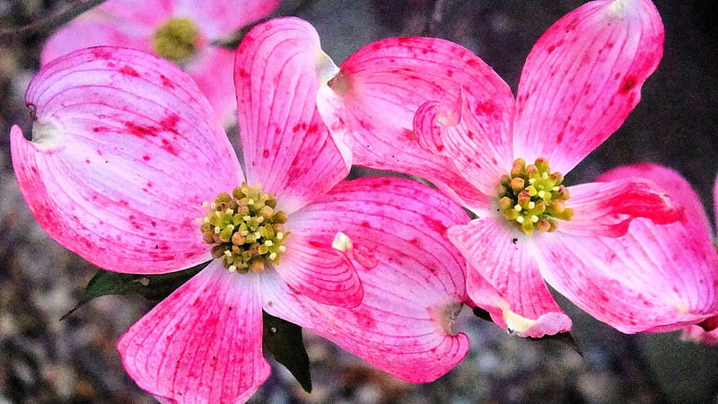 Pink Dogwood last spring, nature, graphy, trees, outdoors, HD wallpaper