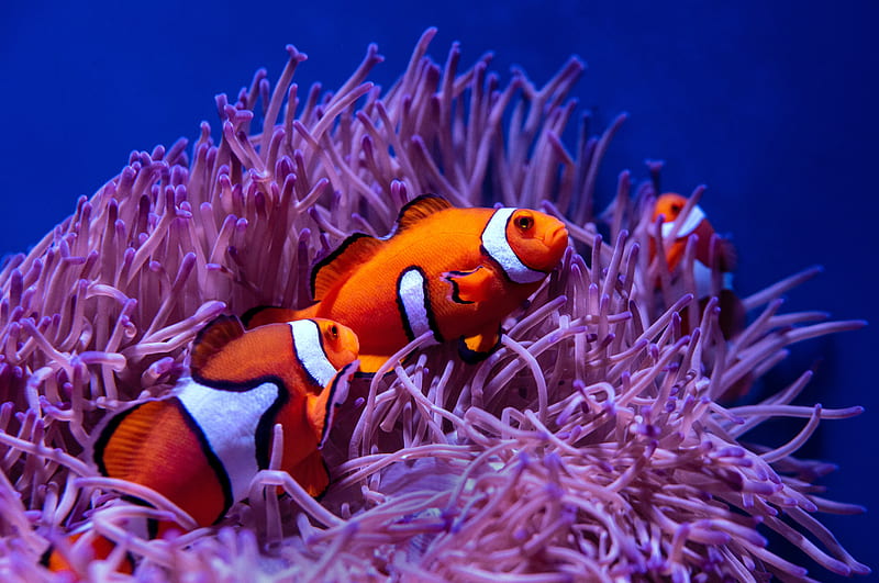 Clown Fish | Life Underwater
