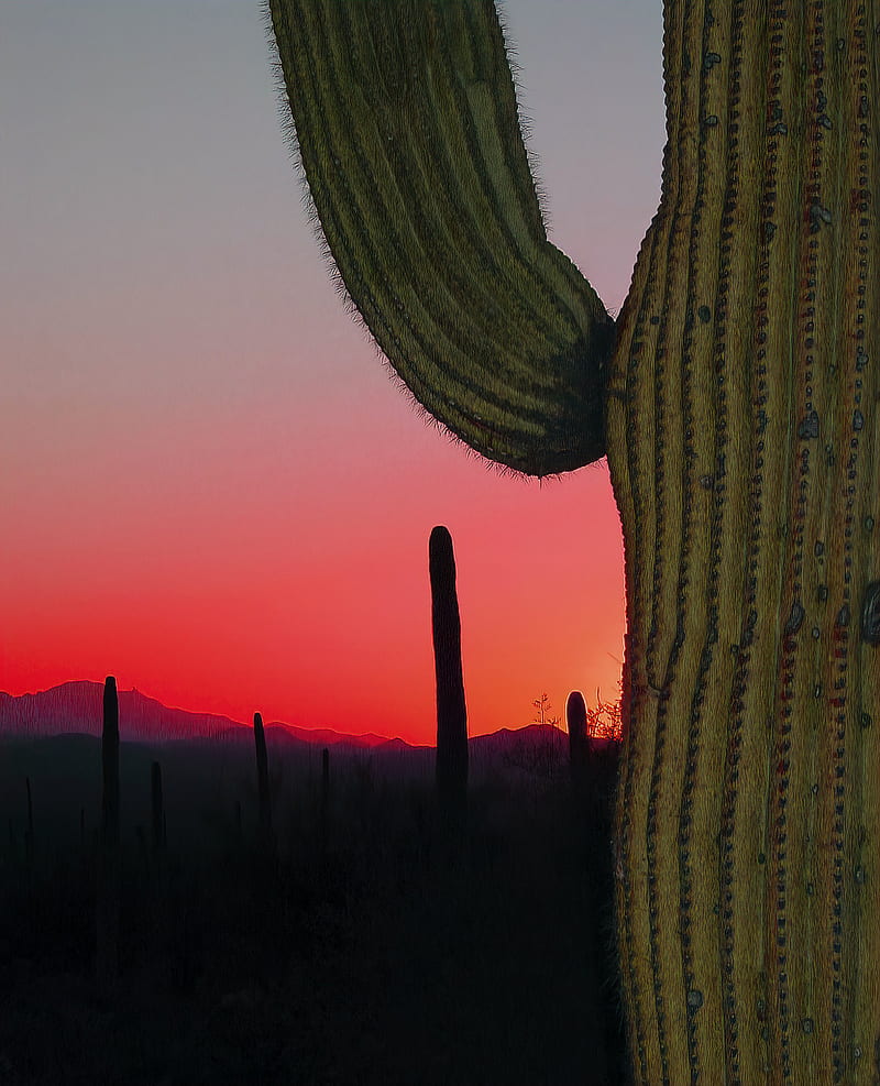 Cactus, prairie, needles, sunset, hills, HD phone wallpaper | Peakpx
